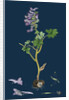 Corydalis Solida; Solid Bulbous Fumitory by Anonymous