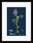 Corydalis Solida; Solid Bulbous Fumitory by Anonymous