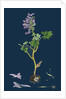 Corydalis Solida; Solid Bulbous Fumitory by Anonymous