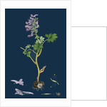 Corydalis Solida; Solid Bulbous Fumitory by Anonymous