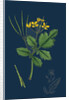 Chelidonium Majus; Celandine by Anonymous