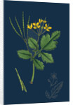 Chelidonium Majus; Celandine by Anonymous
