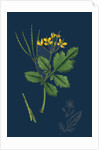 Chelidonium Majus; Celandine by Anonymous