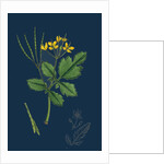 Chelidonium Majus; Celandine by Anonymous