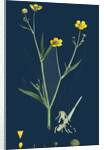 Ranunculus Eu-Flammula; Lesser Spearwort by Anonymous