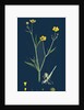 Ranunculus Eu-Flammula; Lesser Spearwort by Anonymous