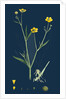 Ranunculus Eu-Flammula; Lesser Spearwort by Anonymous