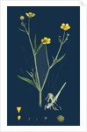 Ranunculus Eu-Flammula; Lesser Spearwort by Anonymous