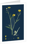 Ranunculus Eu-Flammula; Lesser Spearwort by Anonymous