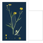 Ranunculus Eu-Flammula; Lesser Spearwort by Anonymous