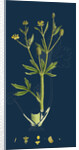 Ranunculus Sceleratus; Celery-Leaved Water-Crowfoot by Anonymous