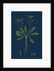 Brassica Viminea; Small Sand Rocket by Anonymous