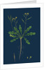 Brassica Viminea; Small Sand Rocket by Anonymous