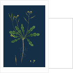 Brassica Viminea; Small Sand Rocket by Anonymous