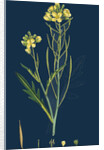 Brassica Tenuifolia; Wall Rocket by Anonymous