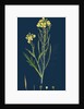 Brassica Tenuifolia; Wall Rocket by Anonymous