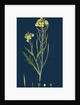 Brassica Tenuifolia; Wall Rocket by Anonymous