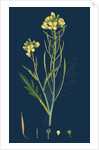 Brassica Tenuifolia; Wall Rocket by Anonymous