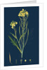 Brassica Tenuifolia; Wall Rocket by Anonymous