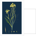 Brassica Tenuifolia; Wall Rocket by Anonymous