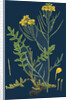 Brassica Cheiranthus; Tall Wallflower-Cabbage by Anonymous