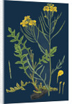 Brassica Cheiranthus; Tall Wallflower-Cabbage by Anonymous