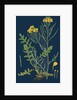 Brassica Cheiranthus; Tall Wallflower-Cabbage by Anonymous