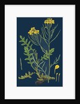 Brassica Cheiranthus; Tall Wallflower-Cabbage by Anonymous