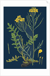 Brassica Cheiranthus; Tall Wallflower-Cabbage by Anonymous