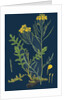 Brassica Cheiranthus; Tall Wallflower-Cabbage by Anonymous