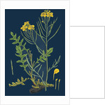 Brassica Cheiranthus; Tall Wallflower-Cabbage by Anonymous
