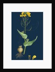 Brassica Rapa; Common Turnip by Anonymous