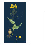 Brassica Rapa; Common Turnip by Anonymous