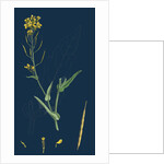 Brassica Napus; Rape by Anonymous