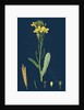 Brassica Oleracea; Sea Cabbage by Anonymous
