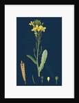 Brassica Oleracea; Sea Cabbage by Anonymous