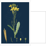 Brassica Oleracea; Sea Cabbage by Anonymous