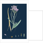 Matthiola Sinuata; Sea Stock by Anonymous