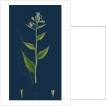 Hesperis Matronalis; Dame's Rocket by Anonymous