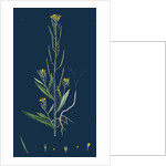 Erysimum Cheiranthoides; Treacle Hedge-Mustard by Anonymous