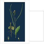 Erysimum Orientale; Hare's-Ear Cabbage by Anonymous