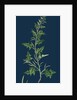 Sisymbrium Polyceratium; Prostate Hedge-Mustard by Anonymous
