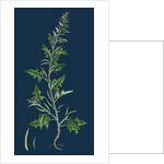 Sisymbrium Polyceratium; Prostate Hedge-Mustard by Anonymous