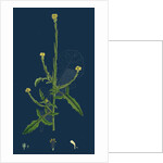 Sisymbrium Officinale; Common Hedge-Mustard by Anonymous