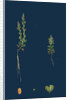 Veronica Verna; Vernal Speedwell by Anonymous