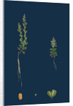 Veronica Verna; Vernal Speedwell by Anonymous