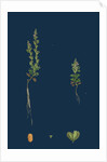 Veronica Verna; Vernal Speedwell by Anonymous