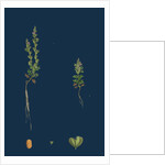 Veronica Verna; Vernal Speedwell by Anonymous