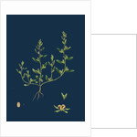 Veronica Peregrina; Annual Smooth Speedwell by Anonymous