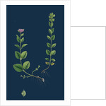 Veronica Alpina; Erect Alpine Speedwell by Anonymous